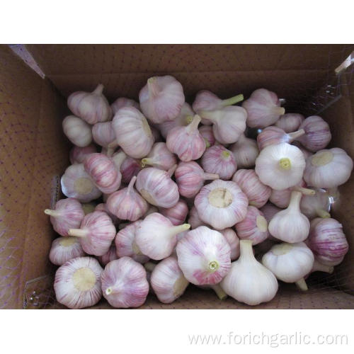10kg carton in Loose Packing Normal White Garlic